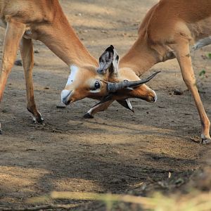 Impalas - Lake Nakuru NP (September 2018)