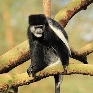 Guereza - Lake Nakuru NP (September 2018)