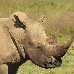 White Rhino - Lake Nakuru NP (September 2018)