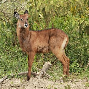 Waterbuck Baby - Lake Nakuru NP (September 2018)