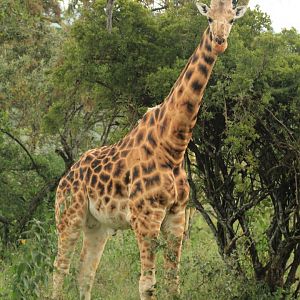 Rothschild Giraffe - Lake Nakuru NP (September 2018)