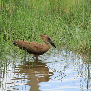 Hamerkop - Lake Nakuru NP (September 2018)