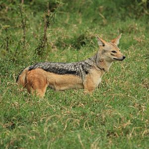 Black-backed Jackal - Lake Nakuru NP (September 2018)