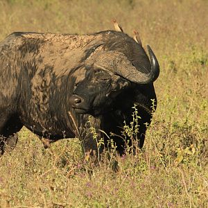 African Buffalo - Lake Nakuru NP (September 2018)