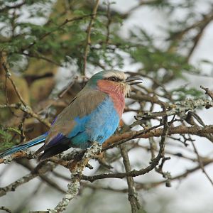 Lilac-breasted Roller - Lake Nakuru NP (September 2018)
