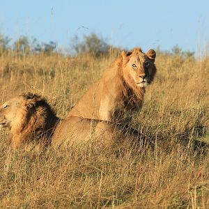 Lions - Masai Mara (September 2018)