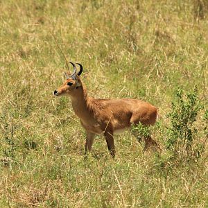 Reedbuck - Masai Mara (September 2018)