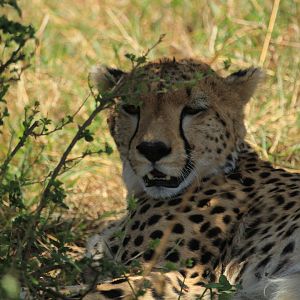 Cheetah - Masai Mara (September 2018)