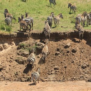 Zebra River Crossing - Masai Mara (September 2018)