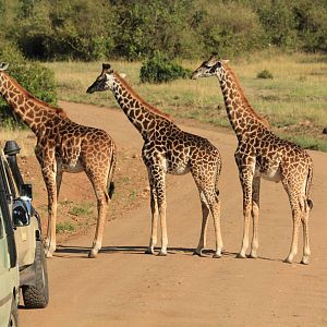 Masai Giraffes - Masai Mara (September 2018)