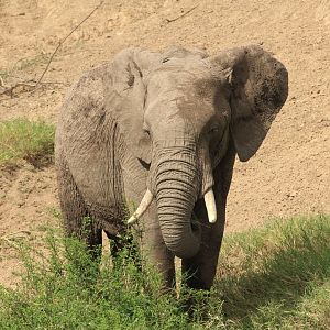 Elephant - Masai Mara (September 2018)