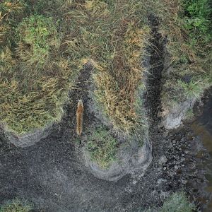 Leopard from Ballon - Masai Mara (September 2018)