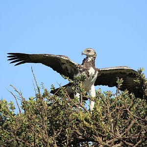 Martial Eagel - Masai Mara (September 2018)