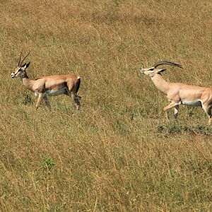 Dorcas Gazelle - Masai Mara (September 2018)