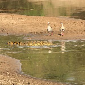 Nile Crocodile & Goose - Masai Mara (September 2018)