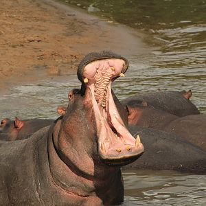 Hippo - Masai Mara (September 2018)