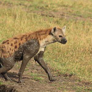 Spotted Hyena - Masai Mara (September 2018)