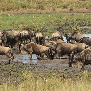 Wandering Brindled Gnus - Masai Mara (September 2018)