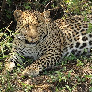 Leopard - Masai Mara (September 2018)
