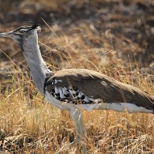 Bustard - Masai Mara (September 2018)