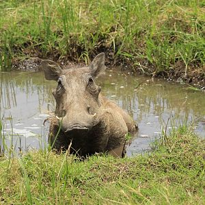 Warthog - Masai Mara (September 2018)