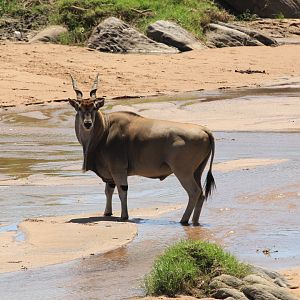 Eland antilope - Masai Mara (September 2018)
