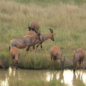 Serengeri-Topi - Masai Mara (September 2018)