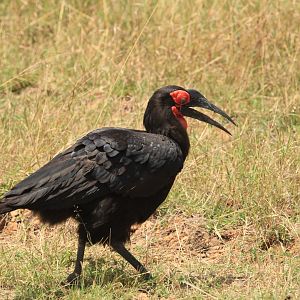 Ground-hornbill - Masai Mara (September 2018)
