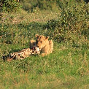 Lion eating a Zebra - Masai Mara (September 2018)