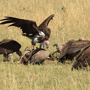 Vultures - Masai Mara (September 2018)