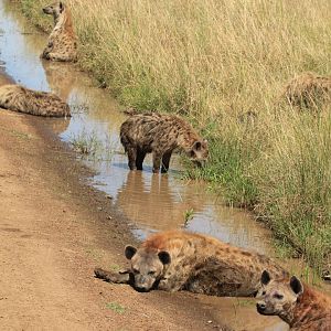Spotted Hyaena family - Masai Mara (September 2018)