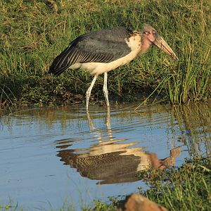 Marabu - Masai Mara (September 2018)