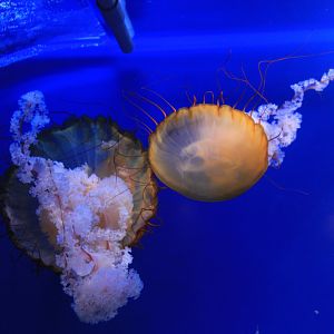 Jelleyfish  (April 2019