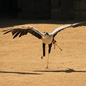 Secretary bird at bird show  (April 2019)