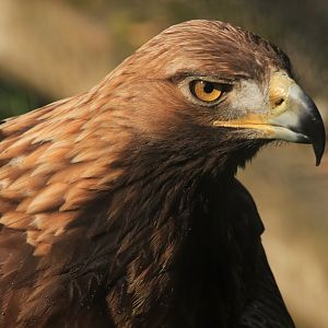 Golden Eagel (April 2019)