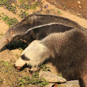 Giant Anteater (April 2019)
