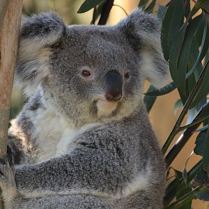 Koala (April 2019)