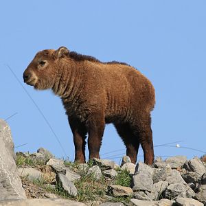 Baby Golden Takin (April 2019)