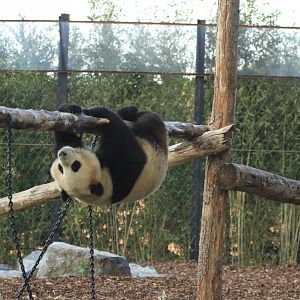 Giant Panda climbing (April 2019)