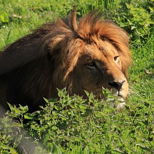 African Lion (April 2019)