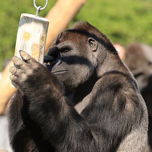 Western Lowland Gorilla feeding (April 2019)