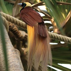 Bird-of-paradise (April 2019)