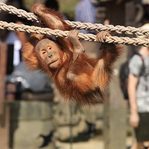 Baby Oragn Utan (April 2019)