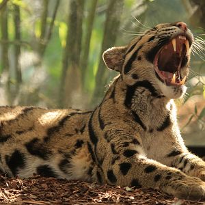 Indochina Clouded Leopard (April 2019)