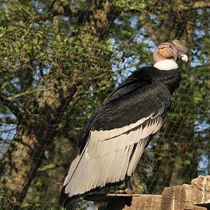 Andean Condor (April 2019)