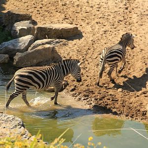 Plains Zebras crossing little river (April 2019)