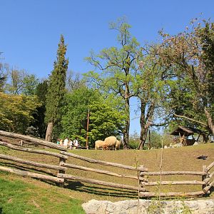 Domestic sheep enclosure (April 2019)