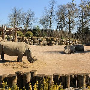 White Rhino enclosure (April 2019)