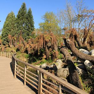 Australien plants (April 2019)