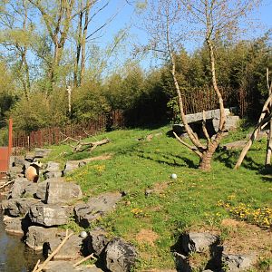 Giant Panda enclosure (April 2019)